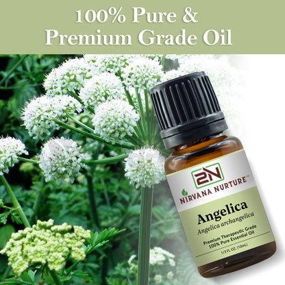 Angelica Essential Oil 100% Pure Premium Grade, Undiluted