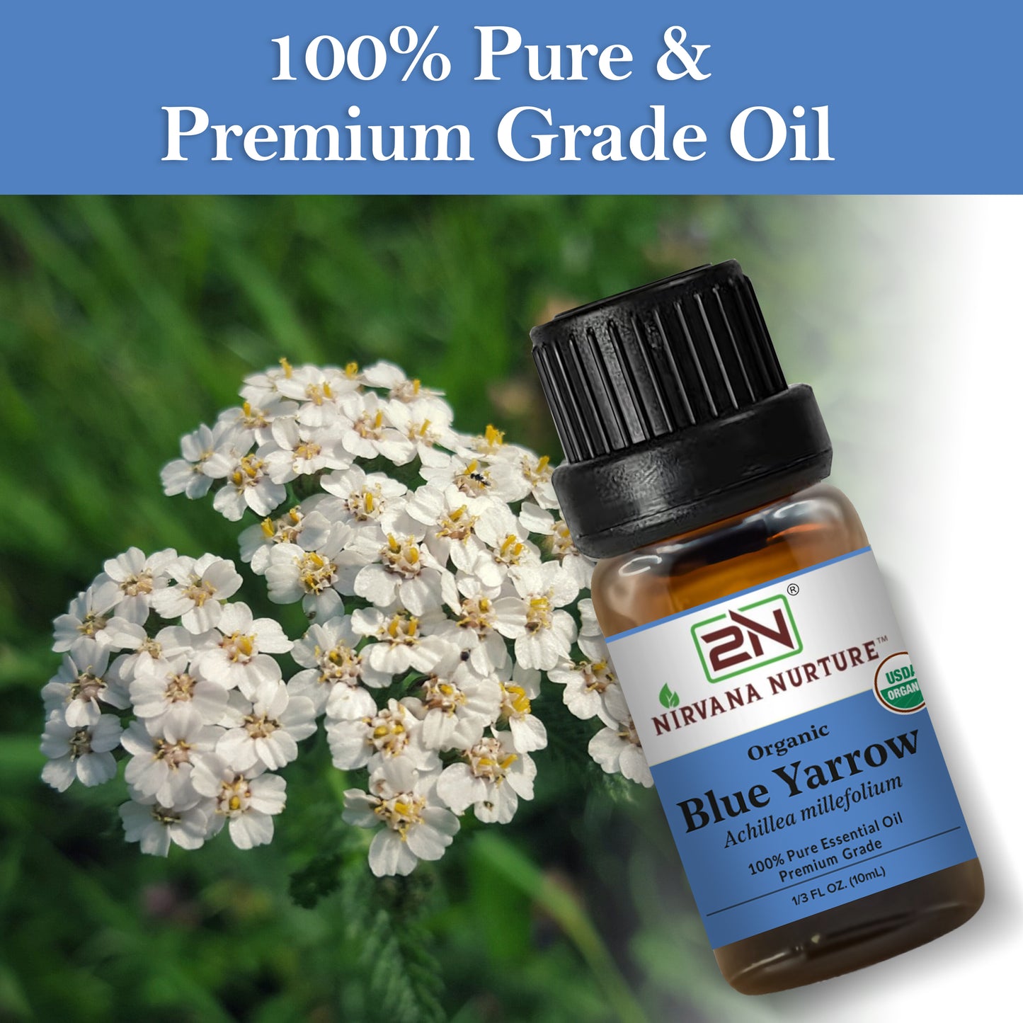Organic Blue Yarrow Essential Oil – 100% Pure, Undiluted | Nirvana Nurture