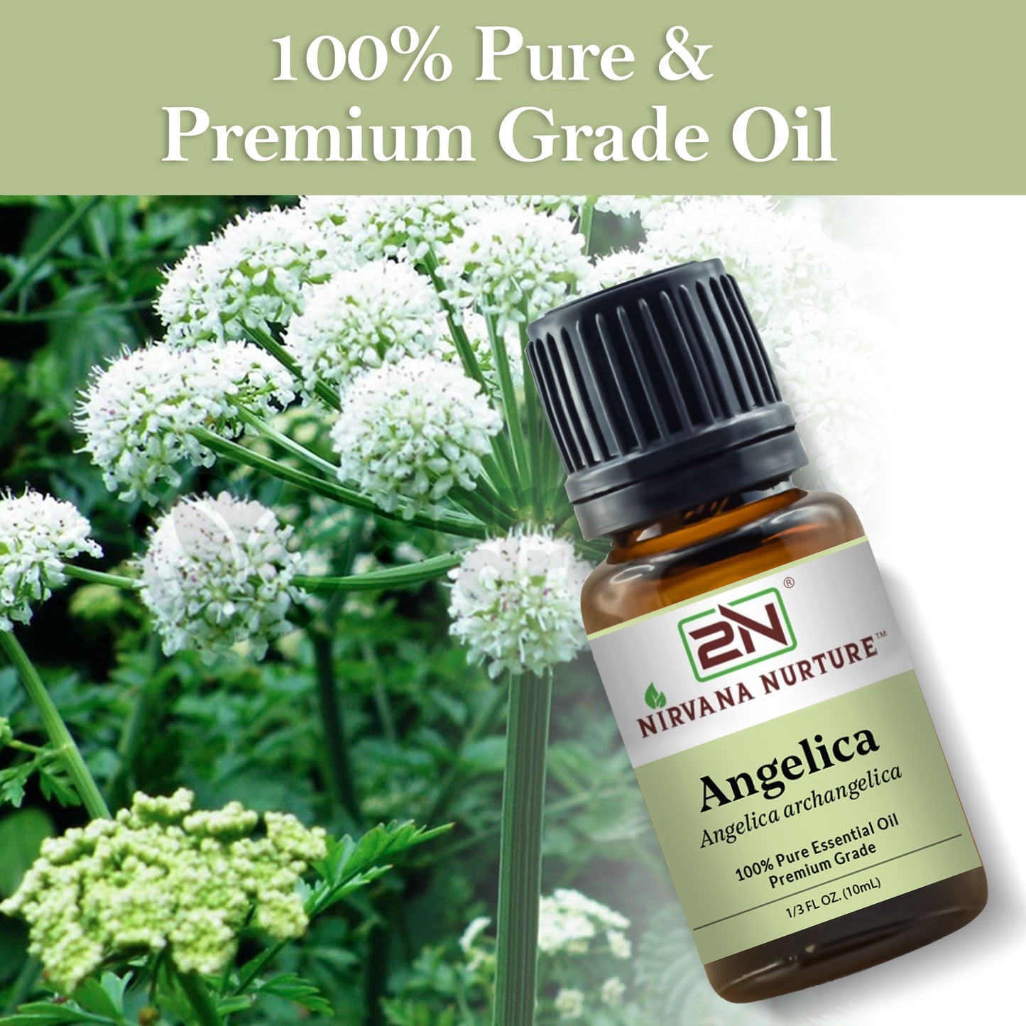 Angelica Essential Oil – 100% Pure, Undiluted | Nirvana Nurture