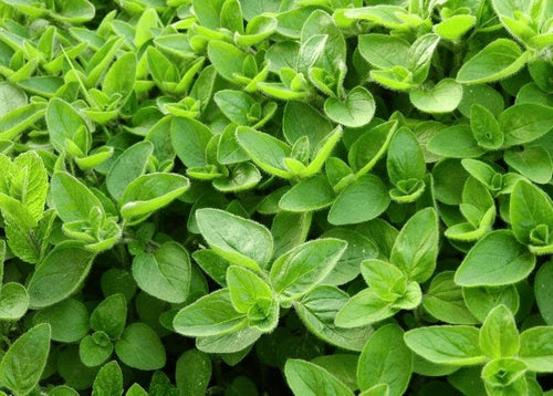 Marjoram