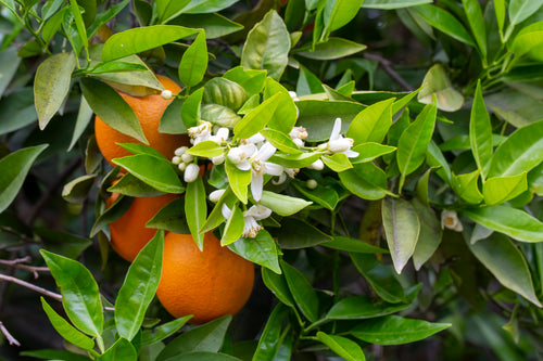 Neroli