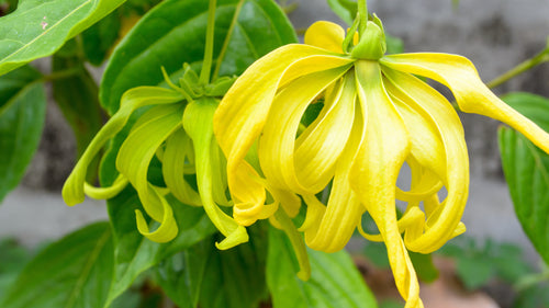 Ylang Ylang