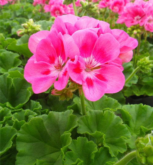Geranium